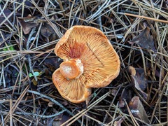 Lactarius semisanguifluus