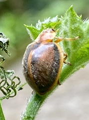 Epilachna clandestina