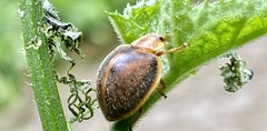Epilachna clandestina