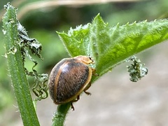 Epilachna clandestina
