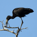 African Openbill - Photo (c) brian fisher, some rights reserved (CC BY-NC-SA), uploaded by brian fisher