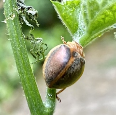 Epilachna clandestina