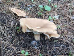 Infundibulicybe gigas