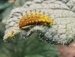 Henosepilachna argus