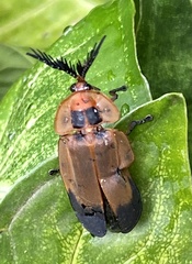 Lamprocera
