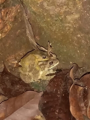 Duttaphrynus melanostictus