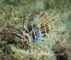 Pterois sphex