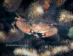 Goniosupradens hawaiensis