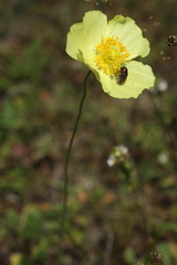 Papaver chakassicum
