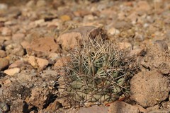 Coryphantha robustispina scheeri