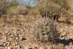 Coryphantha robustispina scheeri