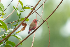 Lagonosticta rubricata