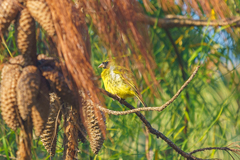 Crithagra hyposticta