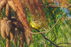 Crithagra hyposticta