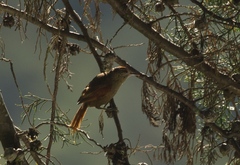 Cranioleuca curtata