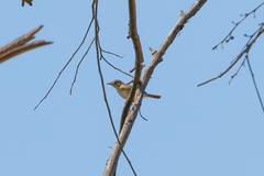 Cisticola brachypterus