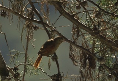 Cranioleuca curtata