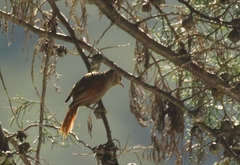 Cranioleuca curtata