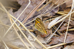 Colotis vesta mutans