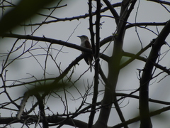 Cacomantis sonneratii