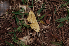 Periclina