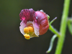 Scrophularia olympica