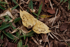 Periclina
