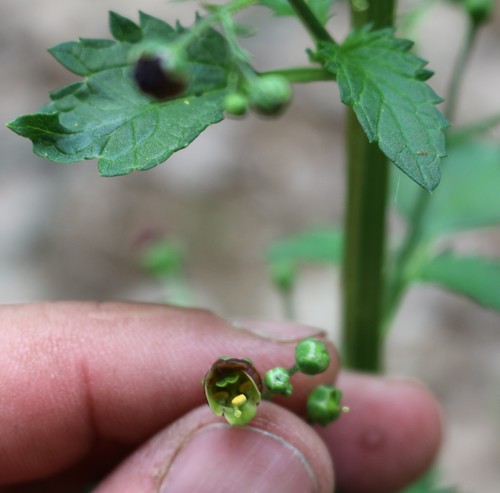 Image of Scrophularia scopolii by (c) Юрий Данилевский (Yuriy Danilevsky), some rights reserved (CC BY)