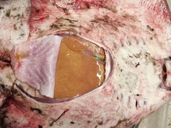 Dasyatis tortonesei
