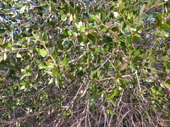 Quercus brandegeei