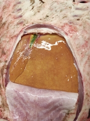 Dasyatis tortonesei
