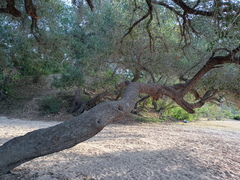 Quercus brandegeei