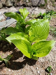 Hosta