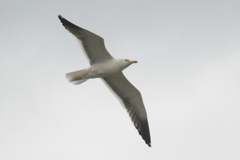 Larus fuscus heuglini
