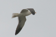 Larus fuscus heuglini