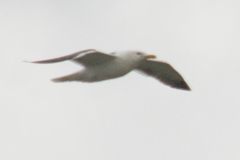 Larus fuscus heuglini