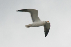 Larus fuscus heuglini