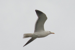 Larus fuscus heuglini