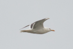 Larus fuscus heuglini