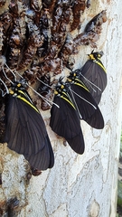 Pereute charops charops