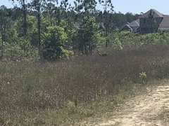 Antigone canadensis pulla