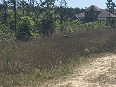 Antigone canadensis pulla