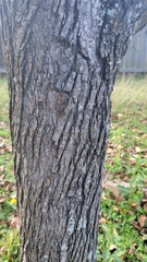 Pyrus calleryana