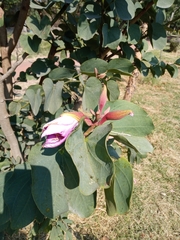 Bauhinia variegata