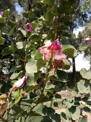 Bauhinia variegata