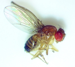 Drosophila simulans