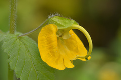 Rhynchocorys orientalis