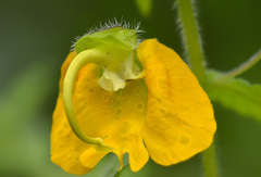 Rhynchocorys orientalis