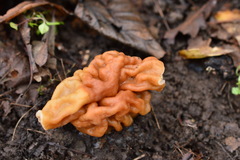 Gyromitra gigas