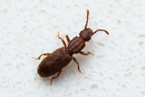 Oryzaephilus surinamensis (Linnaeus, 1758)